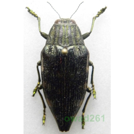 Polybothris zivetta (Klug, 1888) Madagascar3